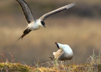 Chaluha mala - Stercorarius longicaudus - Long-tailed Skua 7328